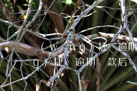 網(wǎng)捷貸逾期影響-網(wǎng)捷貸逾期還款后還能再貸嗎