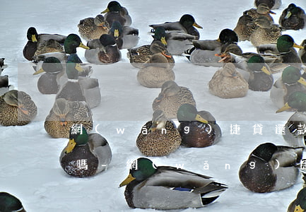 網(wǎng)捷貸還款后再貸還要填資料嗎-網(wǎng)捷貸還款后再貸還要填資料嗎安全嗎