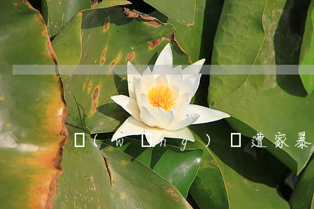 網(wǎng)紅遭家暴