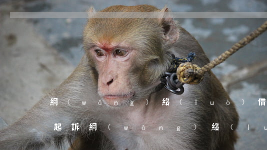 網(wǎng)絡(luò)借貸逾期多久起訴（網(wǎng)絡(luò)借貸逾期被起訴會(huì)有什么后果）