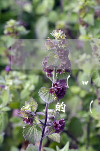 網(wǎng)絡(luò)司法拍賣公告的內(nèi)容