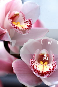網(wǎng)絡(luò)圖片修改后注冊商標侵權(quán)嗎