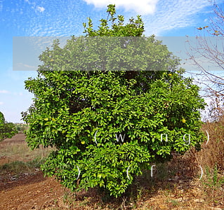 網(wǎng)絡(luò)平臺(tái)發(fā)布文章存在侵權(quán)嗎