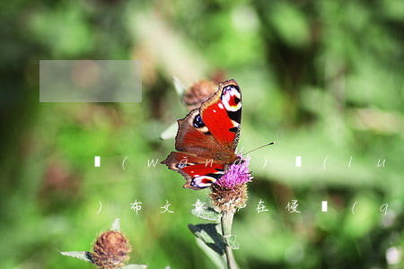 網(wǎng)絡(luò)平臺發(fā)布文章存在侵權(quán)嗎