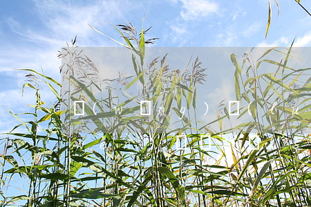 網(wǎng)絡(luò)支付遇到問(wèn)題該找誰(shuí)