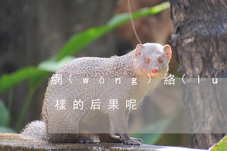 網(wǎng)絡(luò)詐騙會有什么樣的后果呢?