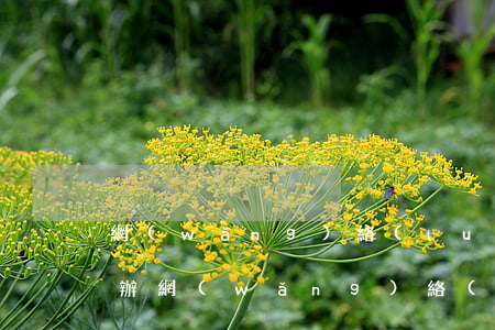 網(wǎng)絡(luò)貸款逾期怎么辦 網(wǎng)絡(luò)貸款逾期怎么辦?