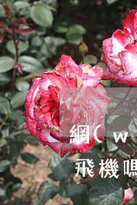 網(wǎng)絡(luò)貸款逾期能坐飛機嗎(逾期可以坐飛機嗎)