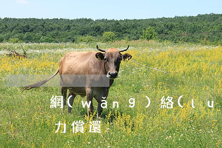 網(wǎng)絡(luò)貸無(wú)力償還