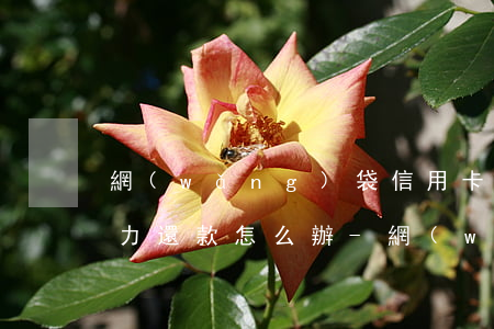 網(wǎng)袋信用卡要逾期無(wú)力還款怎么辦-網(wǎng)袋信用卡要逾期無(wú)力還款怎么辦呢