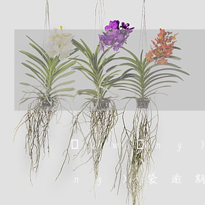 網(wǎng)袋逾期兩天要緊嗎（網(wǎng)袋逾期金額會(huì)大于本金嗎）