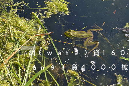 網(wǎng)貸1600被起訴了(網(wǎng)貸4000被起訴)