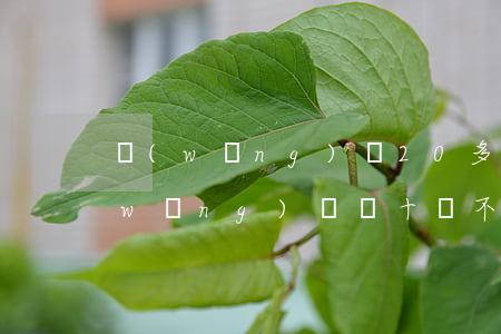 網(wǎng)貸20多萬不還會怎樣(網(wǎng)貸幾十萬不還會有什么后果)