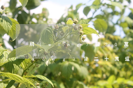 網(wǎng)貸20萬不還什么后果(網(wǎng)貸二十萬還不起怎么辦)