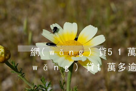 網(wǎng)貸51萬逾期怎么辦(欠網(wǎng)貸1萬多逾期一年多了)