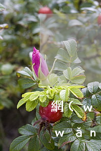 網(wǎng)貸5萬逾期不還怎么辦(網(wǎng)貸五萬沒有逾期能不能房貸)