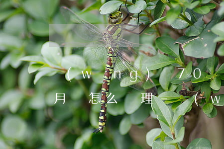 網(wǎng)貸70萬逾期兩個(gè)月會怎么處理-網(wǎng)貸70萬逾期兩個(gè)月會怎么處理呢