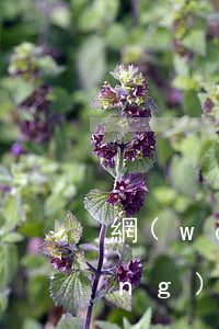 網(wǎng)貸7萬多無力償還(網(wǎng)貸7萬還不上活不下去了)
