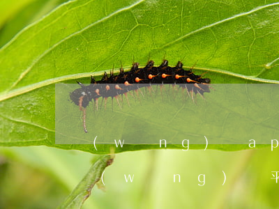 網(wǎng)貸app可以不還錢嗎(哪些網(wǎng)貸平臺的錢可以不用還)