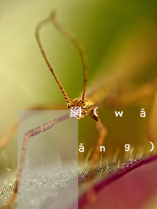 網(wǎng)貸一千逾期上征信嗎(網(wǎng)貸逾期就會上征信嗎)