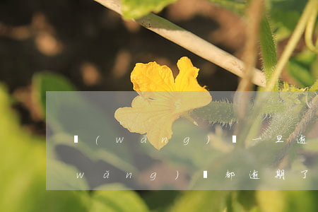 網(wǎng)貸一旦逾期以后怎么辦(網(wǎng)貸都逾期了怎么正確處理)