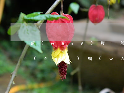 網(wǎng)貸一般逾期多久上征信(正規(guī)網(wǎng)貸多長時(shí)間逾期上征信)