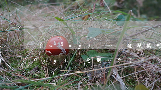 網(wǎng)貸一萬逾期被判十年(網(wǎng)貸逾期一年了)