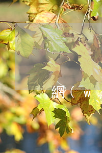 網(wǎng)貸七天逾期一天250