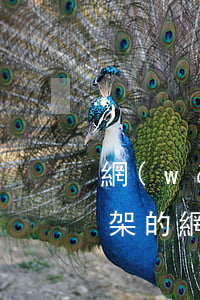 網(wǎng)貸下架了 欠的錢怎么還(已下架的網(wǎng)貸錢沒還怎么辦)