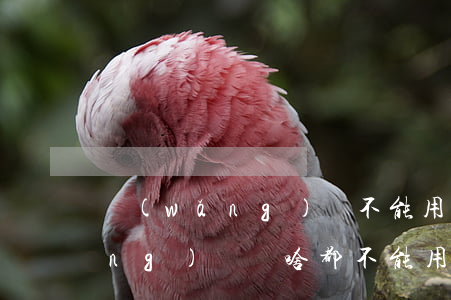 網(wǎng)貸不能用了怎么辦(網(wǎng)貸為啥都不能用了)