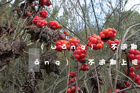 網(wǎng)貸不逾期就不上征信(網(wǎng)貸不逾期上征信嗎)