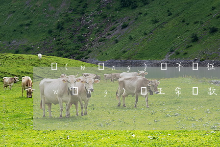 網(wǎng)貸不還征信會顯示什么(網(wǎng)貸正常還款會在征信中顯示嗎)