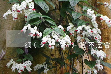 網(wǎng)貸不還會入失信名單嗎