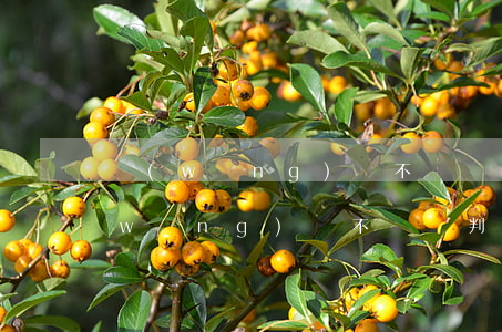 網(wǎng)貸不還會判刑和通輯嗎(網(wǎng)貸不還會判刑和通輯嗎)