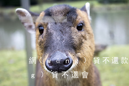 網(wǎng)貸不還款的后果(網(wǎng)貸不還會)