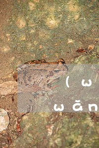 網(wǎng)貸不還為什么不起訴我(網(wǎng)貸還不起了被起訴了怎么辦)