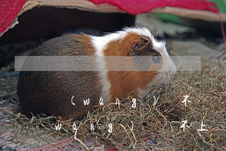 網(wǎng)貸不還銀行卡可以用嗎(網(wǎng)貸還不上會凍結(jié)銀行卡嗎?)