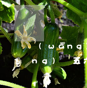 網(wǎng)貸五六千能起訴嗎 網(wǎng)貸五六千逾期后果怎樣?