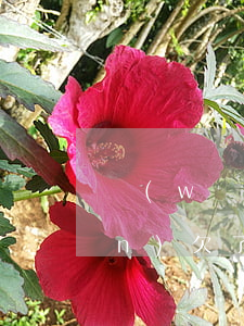 網(wǎng)貸信用卡欠三十多萬(wàn)(欠了網(wǎng)貸信用卡30萬(wàn)走投無(wú)路)