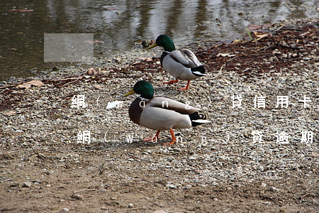 網(wǎng)貸信用卡逾期久了(辦信用卡網(wǎng)貸逾期了可以過得了么)