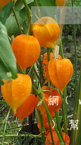 網(wǎng)貸信用卡逾期找法務(wù)幫協(xié)商解決好嗎-網(wǎng)貸逾期請法務(wù)幫忙真的有用嗎