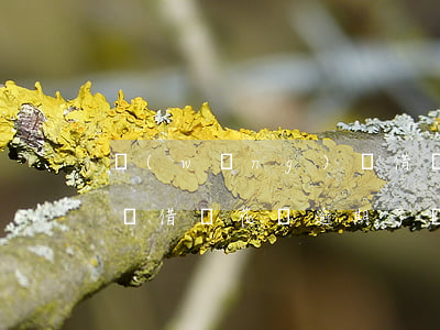 網(wǎng)貸借唄微粒貸全面逾期(微粒貸借唄花唄逾期了會怎樣)