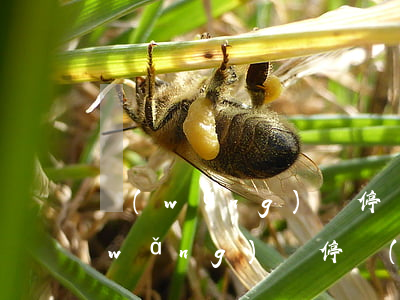 網(wǎng)貸停業(yè)被起訴(網(wǎng)貸停業(yè)被起訴會怎么樣)