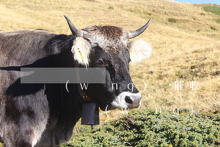 網(wǎng)貸催收凍結(jié)名下賬戶(網(wǎng)貸催收說凍結(jié)名下所有資產(chǎn))