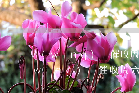 網(wǎng)貸催收周六周日還催嗎(網(wǎng)貸催收周六日休息嗎)