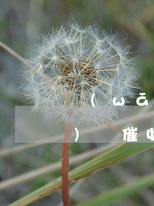 網(wǎng)貸催收好干嘛（網(wǎng)貸催收好干嘛）