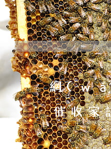 網(wǎng)貸催收家，網(wǎng)貸催收家訪組真的會去嗎