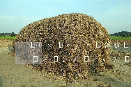 網(wǎng)貸催收罵人發(fā)色情圖片(網(wǎng)貸催款罵人哪里舉報)