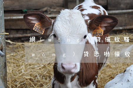 網(wǎng)貸催收騷擾單位怎么辦(網(wǎng)貸恐嚇催收和騷擾怎么辦)