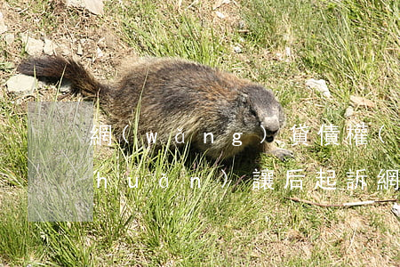 網(wǎng)貸債權(quán)轉(zhuǎn)讓后起訴(網(wǎng)貸債權(quán)轉(zhuǎn)讓起訴我敗訴會(huì)怎么樣)